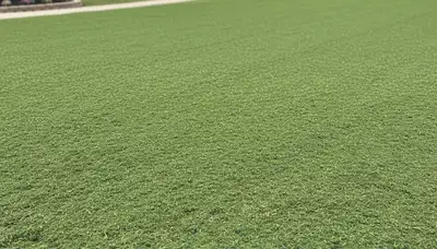 Fresh hydroseed lawn application in Louisville KY showing even green coverage by Chop Chop Landscaping