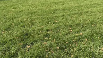 Post-aeration lawn recovery showing healthy green grass and soil cores in Louisville, KY landscaping project